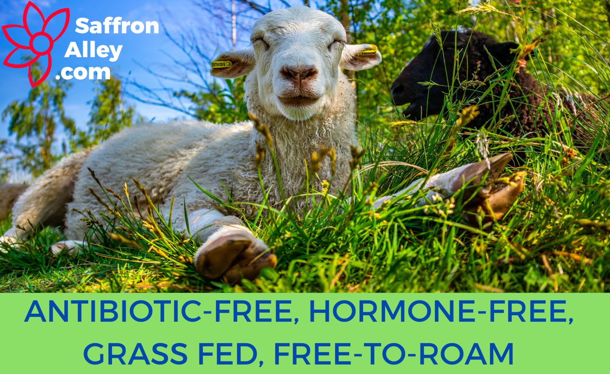 💉 Antibiotics in Meat Are You at Risk? 💉 Saffron Alley